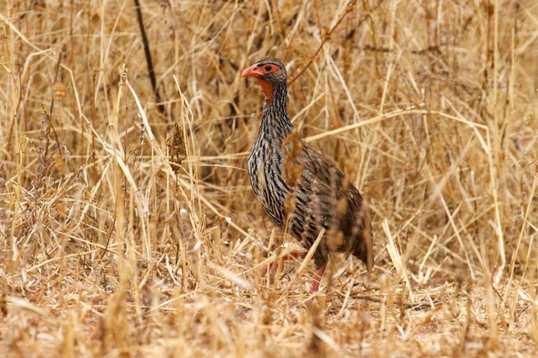 Day 4: Morning Birding in Udzungwa then drive to Iringa