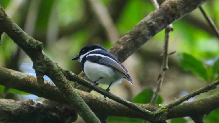 Short-tailed Batis in Tanzanian forest