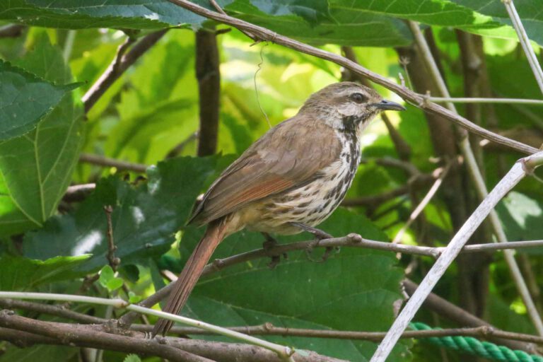 Spotted Morning-Thrush in a bush
