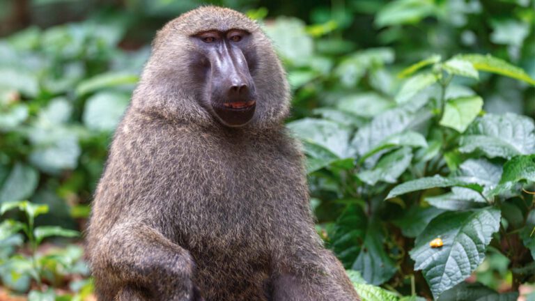 Olive baboon in the forest, Tanzania