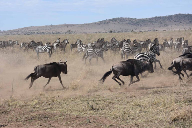 Wildebeest and zebra herds on the move, Serengeti