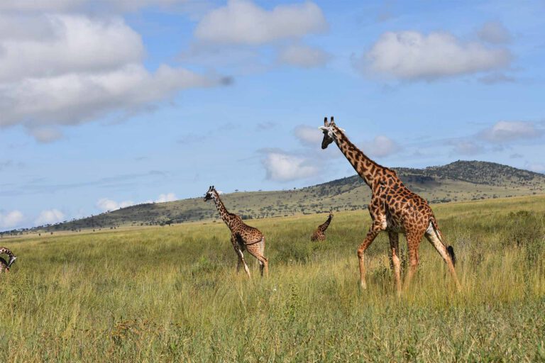 Giraffes on the plains with Mount Meru behind