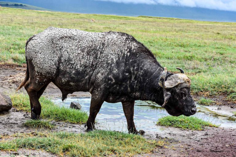 Cape buffalo at a waterhole, Tanzania