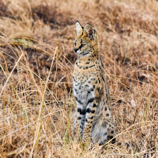 Serval sitting in dry grass on safari in Tanzania