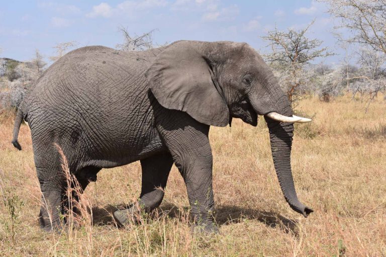 African elephant walking through dry grass, Tanzania