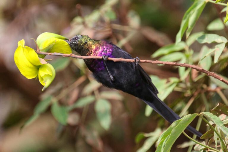 Tacazze Sunbird, Tanzania