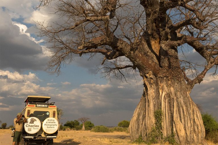 Day 3: Tarangire