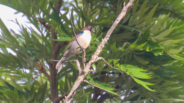 Uluguru Violet-backed Sunbird perched in a tree, Tanzania