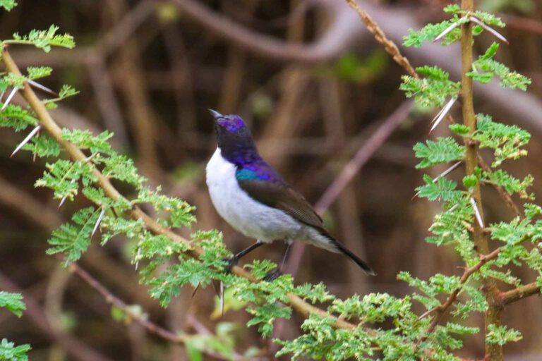 Day 11: Return to Arusha or the coast