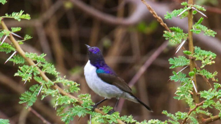 Day 12: Mkomazi NP – Arid Zone Specials