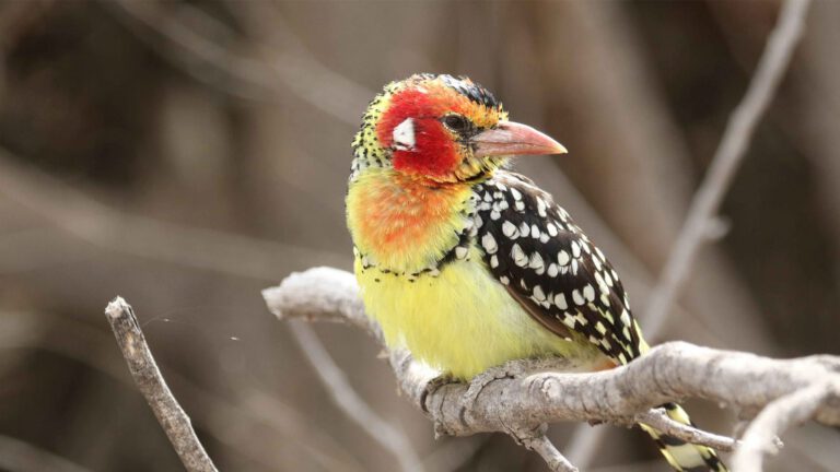 Red-and-yellow Barbet perched on a branch in Tanzania