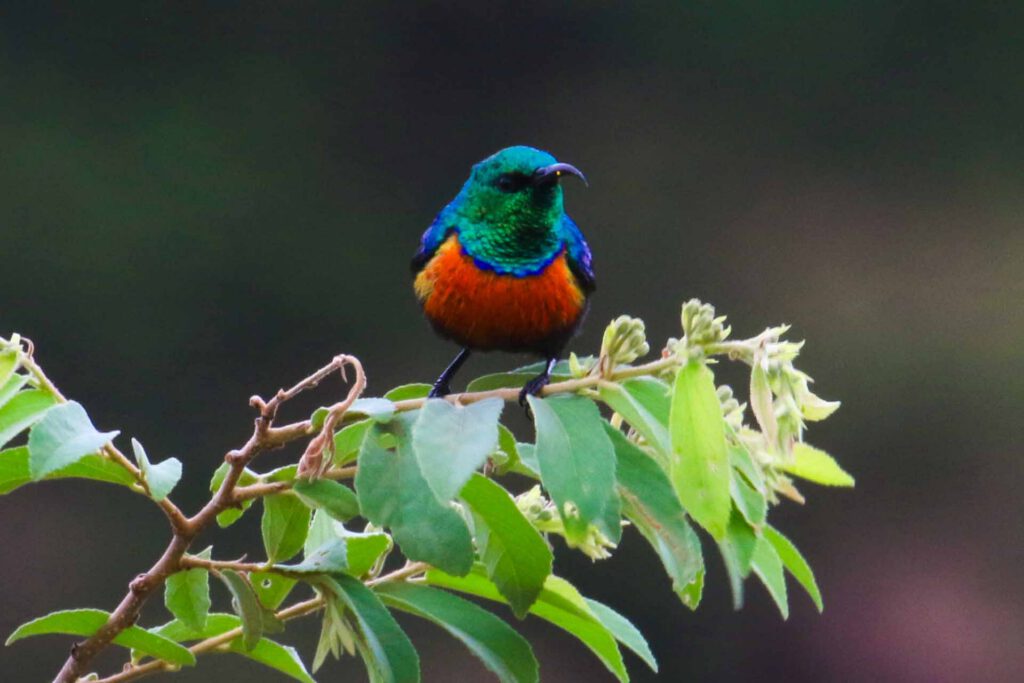 Sunbird perched on a leafy branch in Tanzania