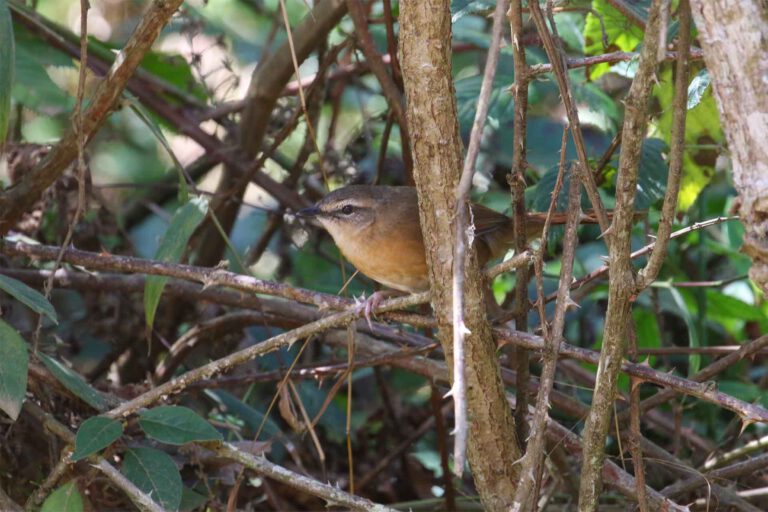 Day 9: West Usambara: Magamba forest
