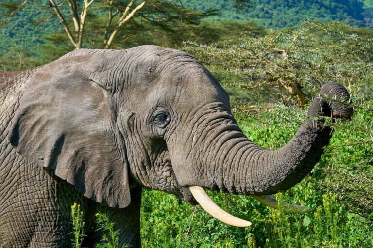 Elephants in Tarangire National Park