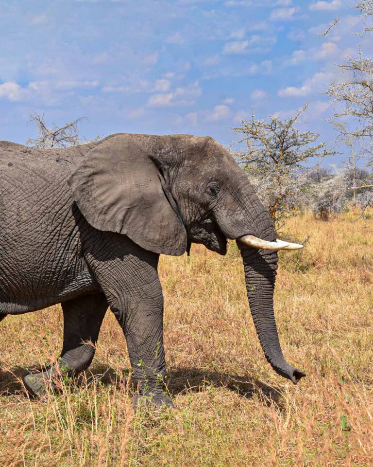 Elephant family on a Charles Tours safari