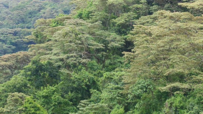 Eastern Arc forest in the Usambara Mountains