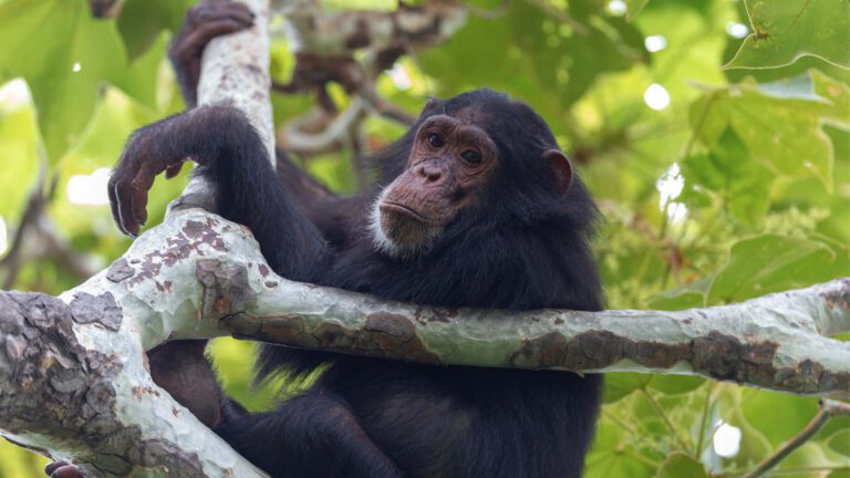 Wild chimpanzee in the forest at Gombe Stream National Park, Tanzania