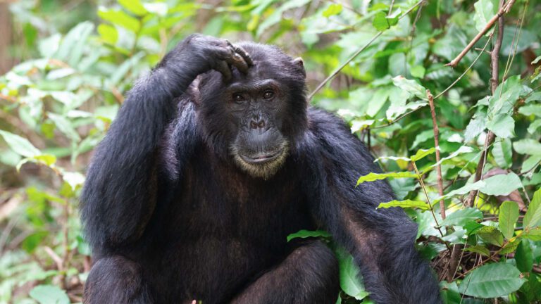 Chimpanzee in the forest at Mahale