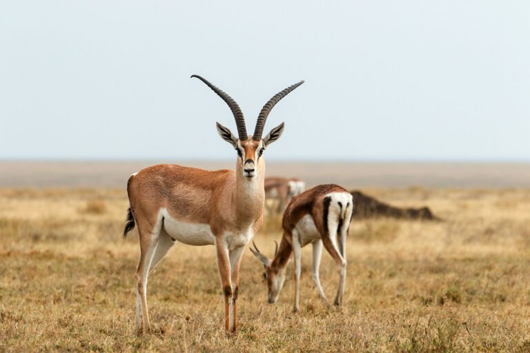 Grant’s gazelles on the open plains of Tanzania
