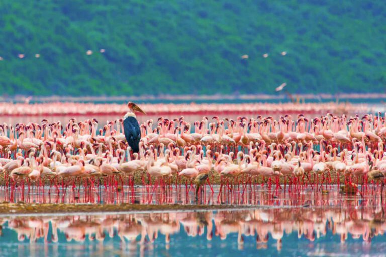 Flamingos on the shore of Lake Manyara
