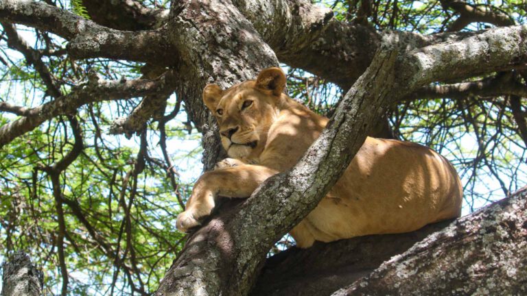 Lioness resting in an acacia tree, Tanzania