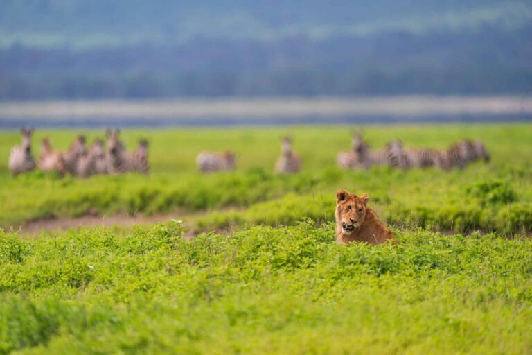 Day 7: Ngorongoro Crater rim and floor
