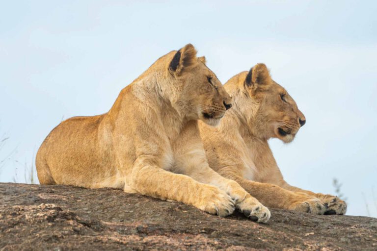 Day 3: A full day in the Serengeti