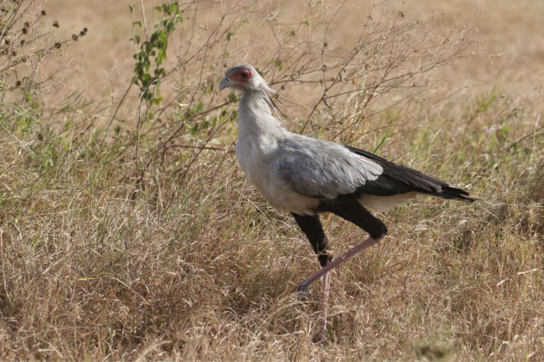 Secretarybird striding across the Serengeti