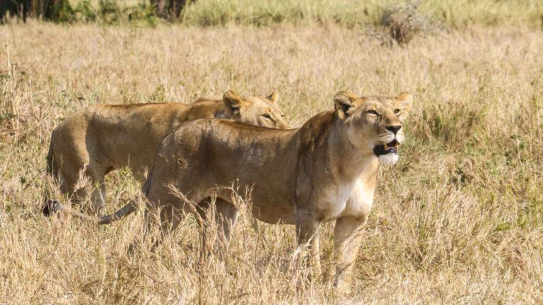 Lionesses in the golden grass of the Serengeti