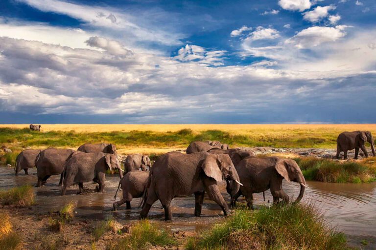 Elephant herd crossing the Tarangire River