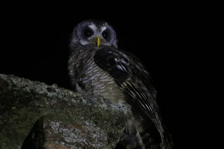 Day 20: Final birding in Pugu Forest and departure