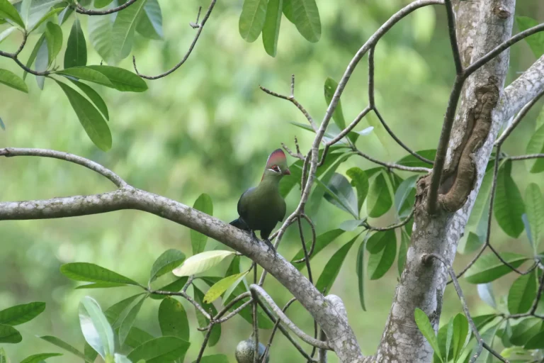 Day 16: Full day in Amani Nature Reserve
