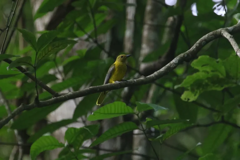 Day 38: Nyerere National Park to Pugu Hills