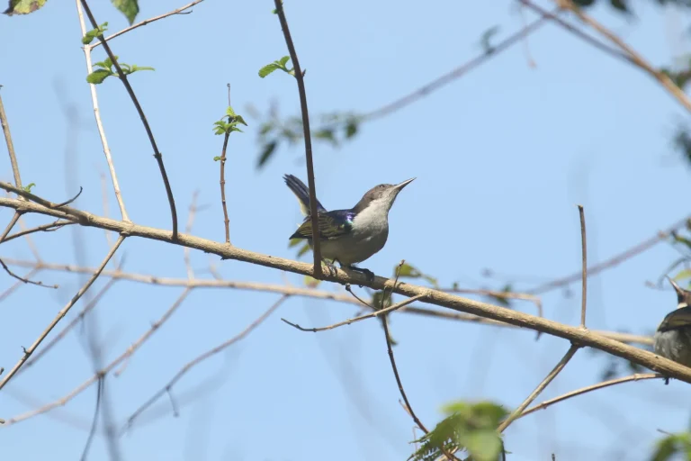 Day 39: Pugu Forest and departure