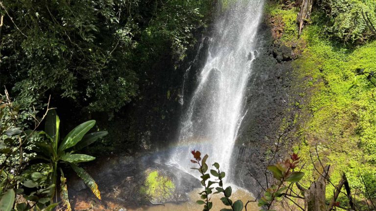Waterfall in the montane forest of Arusha National Park
