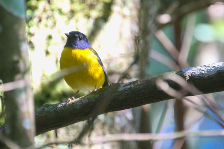White-starred Robin in montane forest, Tanzania